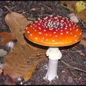 Champignon 2 copie